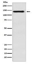 Integrin alpha 9 Antibody