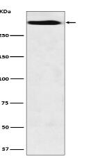 MUC5B Antibody