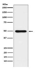 Glutathione Synthetase Antibody