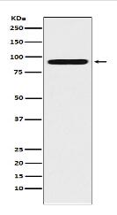 ALDH1L1 Antibody