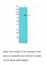 TLR4 antibody