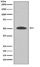PI 3 Kinase p55 gamma Antibody