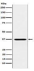 CRX Antibody
