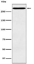 CD35 Antibody