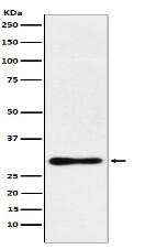 DDAH2 Antibody