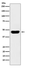 CD134 Antibody
