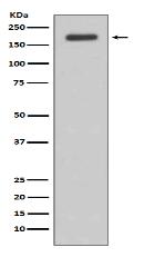 ErbB (HER3) Antibody