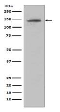 CD22 Antibody