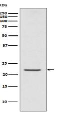 TMS1 Antibody