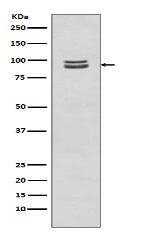 Phospho-STAT3 (S727) Antibody