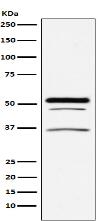 PIST Antibody