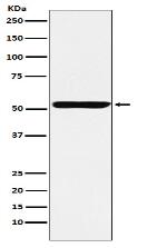 Nuf2 Antibody