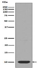 DYNLL1 Antibody