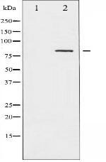 Phospho-Caldesmon (Ser789) Antibody