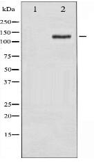 Phospho-FAK (Tyr925) Antibody