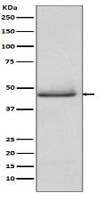 pro Caspase 9 Antibody
