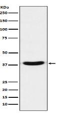 VPS26 Antibody