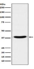 VPS26 Antibody