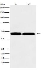 KMT1B / SUV39H2 Antibody