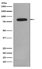 PI 3 Kinase p85 beta Antibody