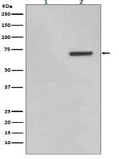 Phospho-ATF2 (T71) Antibody
