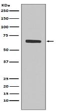 SHP1 Antibody