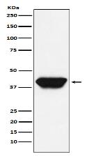 SPI1 antibody