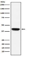 Biglycan Antibody