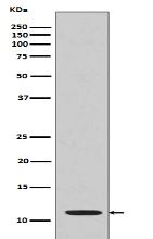 Histone H4 (acetyl K16) Antibody