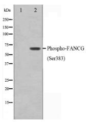 Phospho-FANCG(Ser383) Antibody