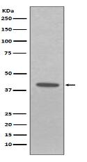 EpCAM Antibody