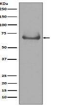 Lamin B Receptor Antibody