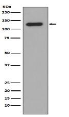 Collagen XVII Antibody