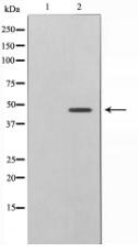 Phospho-Caspase 9 (Thr125) Antibody