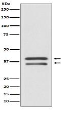 MEK3 Antibody