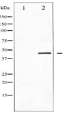 Phospho-CDC37 (Ser13) Antibody