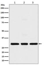 Histone H1.2 Antibody