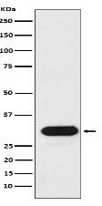 HLA-Drb1 Antibody