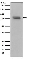 Phospho-v-Myb + c-Myb (S11) Antibody