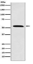 Retinoid X Receptor alpha Antibody