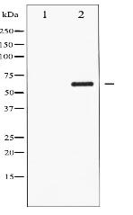 Phospho-CDC25C (Ser216) Antibody