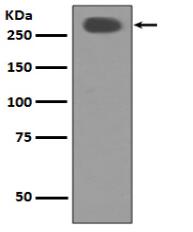 Acetyl-CoA Carboxylase Antibody