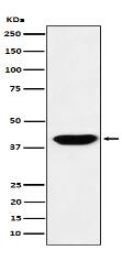 Islet1 Antibody