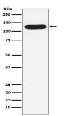 Nicastrin Antibody