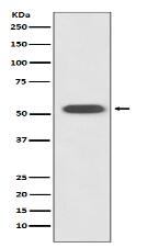 HSPA14 Antibody