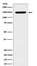 p150 CAF1 Antibody