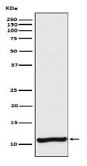 Cellubrevin Antibody