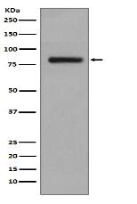GOLPH2 Antibody
