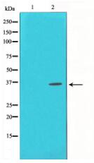 Phospho-CREB (Ser133) Antibody