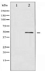 Phospho-ATF2 (Thr71 or 53) Antibody